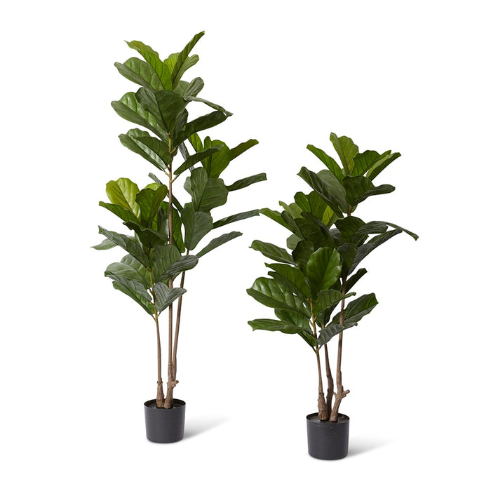 Fiddle Tree (Outdoor) - Green, 122cm (H)