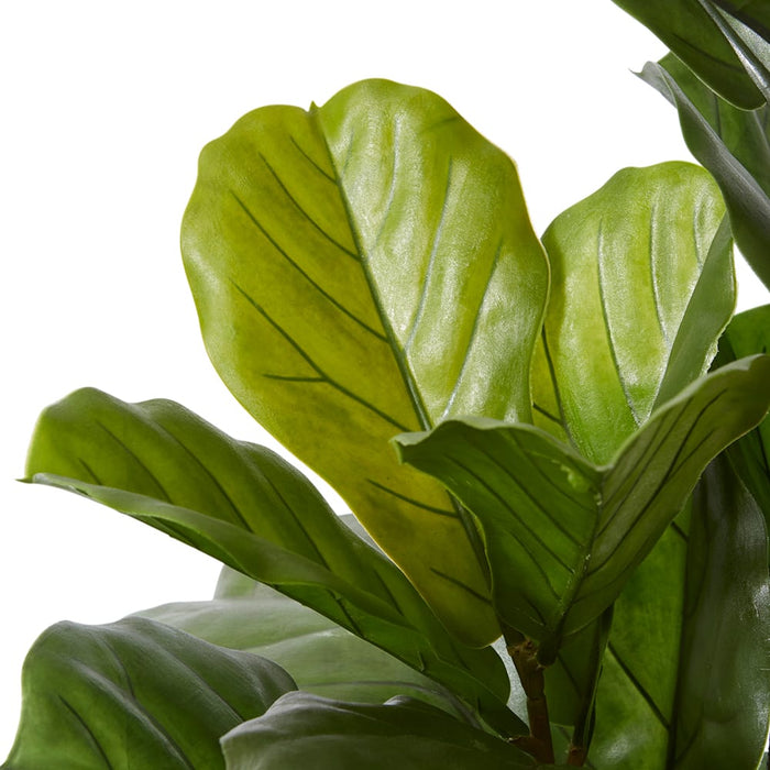 Fiddle Tree (Outdoor) - Green, 168cm (H)