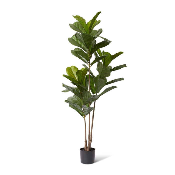 Fiddle Tree (Outdoor) - Green, 168cm (H)