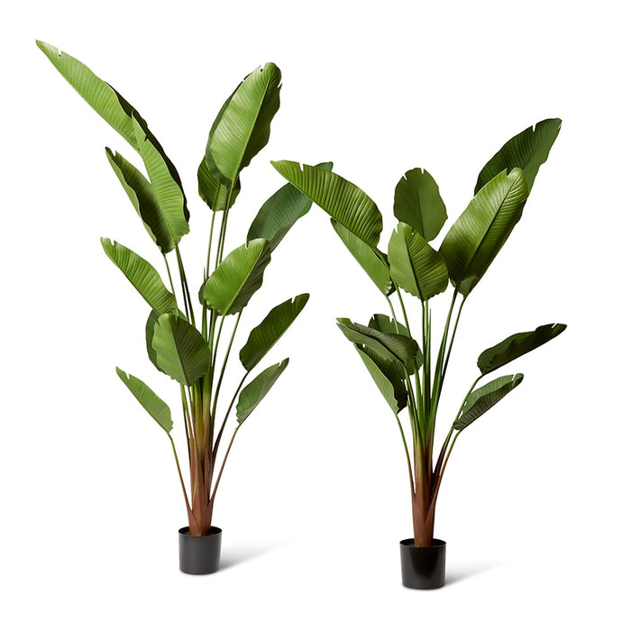 Bird of Paradise (Outdoor) - Green, 240cm (H)