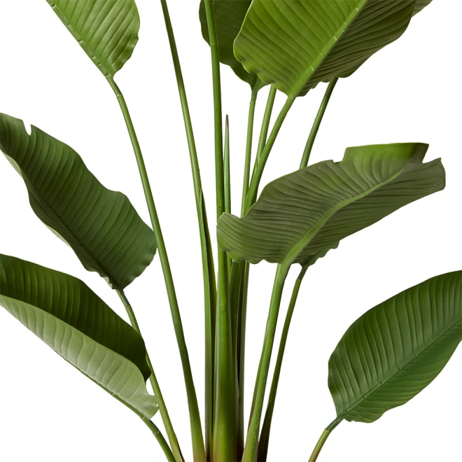Bird of Paradise (Outdoor) - Green, 210cm (H)