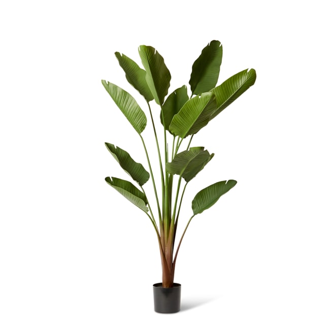 Bird of Paradise (Outdoor) - Green, 210cm (H)