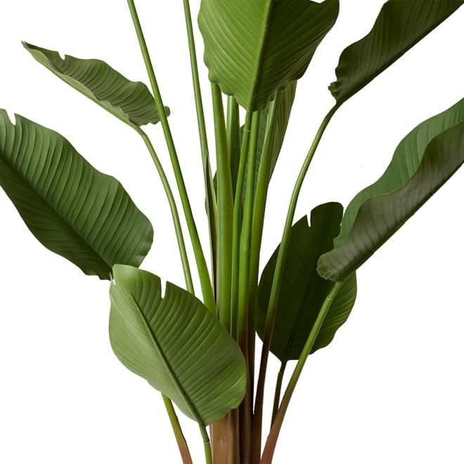 Bird of Paradise (Outdoor) - Green, 240cm (H)