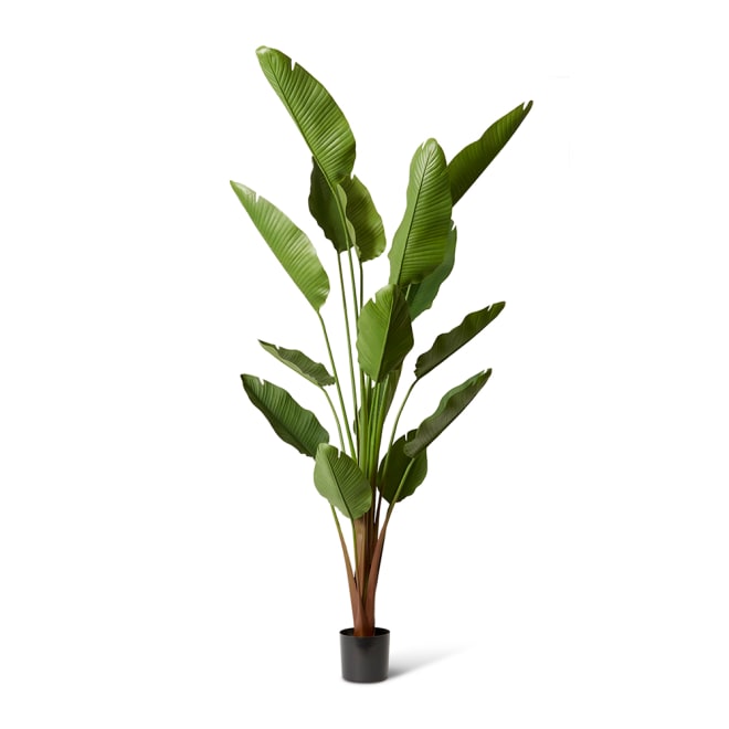 Bird of Paradise (Outdoor) - Green, 240cm (H)