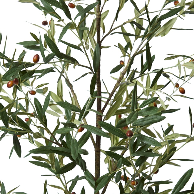 Olive Tree - Grey Green, 255cm (H)
