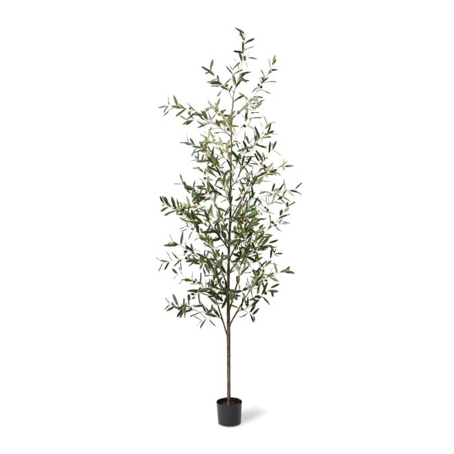 Olive Tree - Grey Green, 255cm (H)