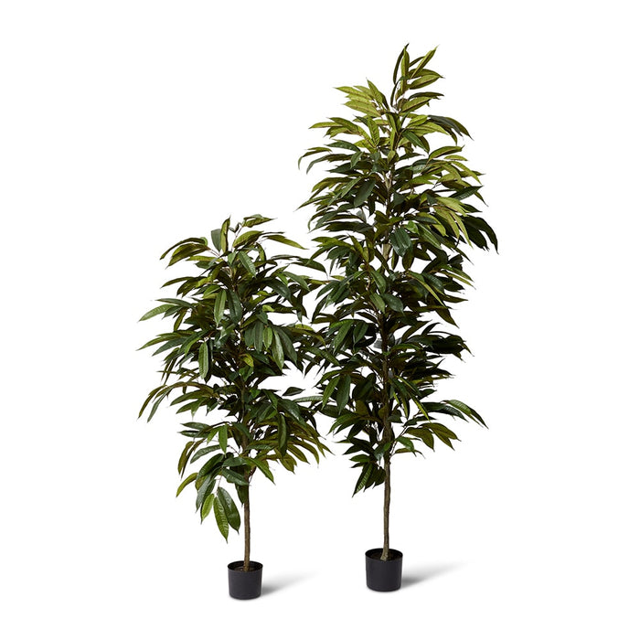 Ficus Alii Tree - Green, 210cm (H)