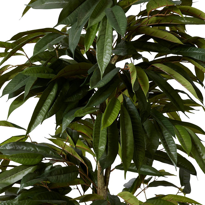 Ficus Alii Tree - Green, 150cm (H)