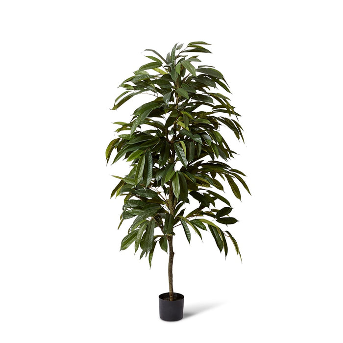 Ficus Alii Tree - Green, 150cm (H)