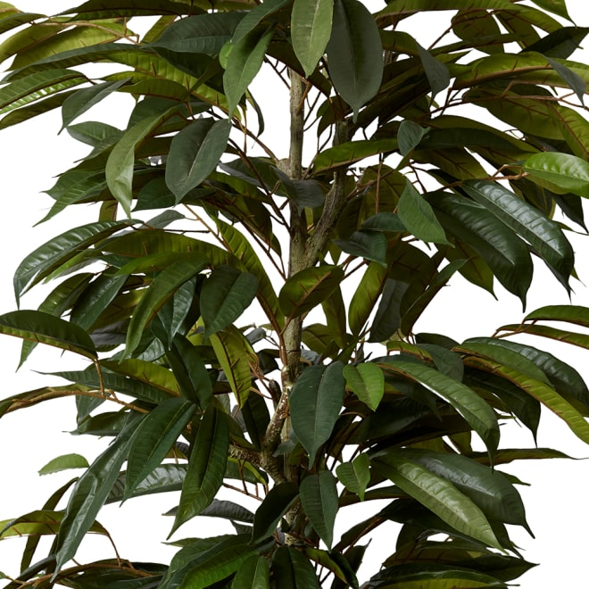 Ficus Alii Tree - Green, 210cm (H)