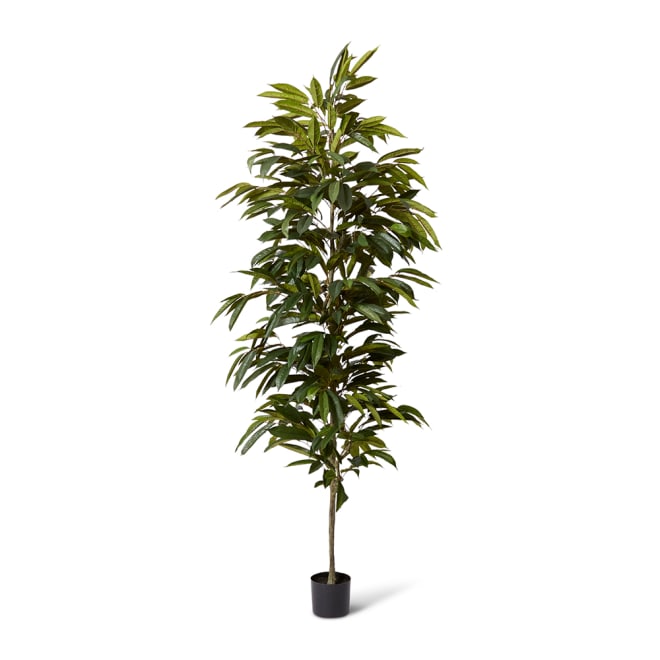 Ficus Alii Tree - Green, 210cm (H)