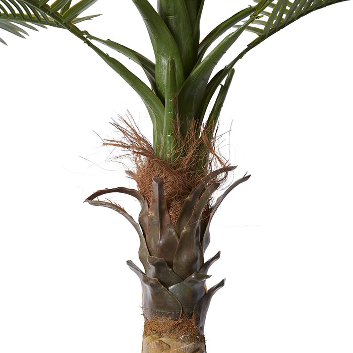 Palm Phoenix Tree (Outdoor) - Green, 183cm (H)