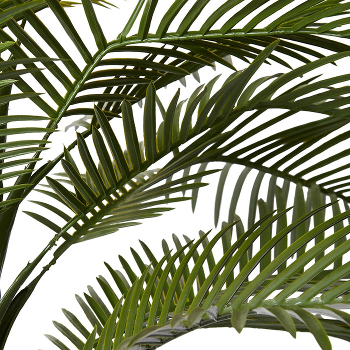 Palm Phoenix Tree (Outdoor) - Green, 183cm (H)