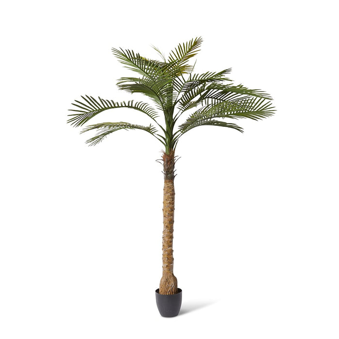 Palm Phoenix Tree (Outdoor) - Green, 183cm (H)