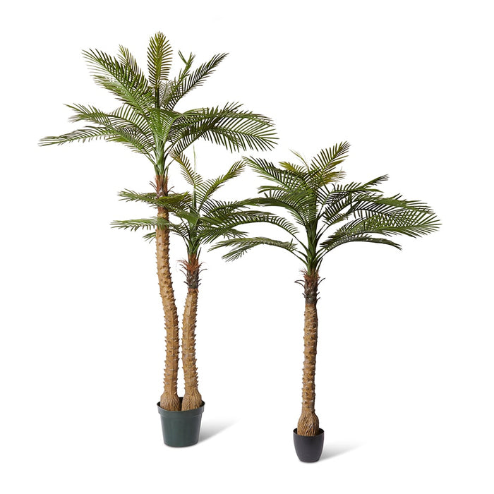 Palm Phoenix Tree (Outdoor) - Green, 183cm (H)