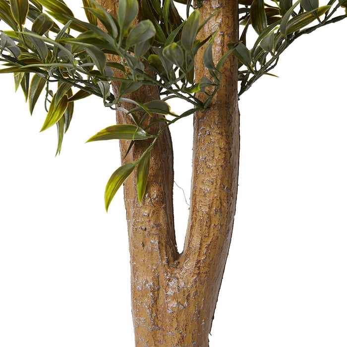 Ruscus Tree (Outdoor) - Green, 152cm (H)