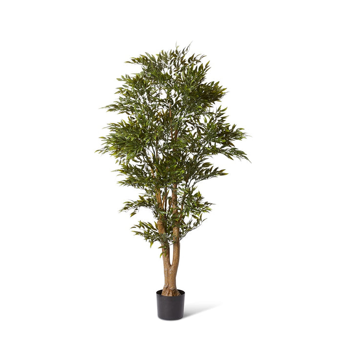 Ruscus Tree (Outdoor) - Green, 152cm (H)