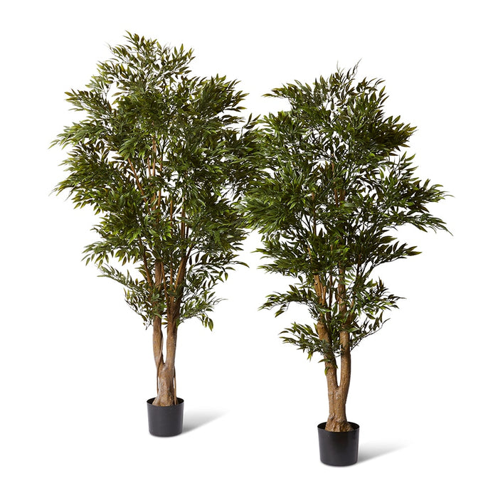 Ruscus Tree (Outdoor) - Green, 183cm (H)