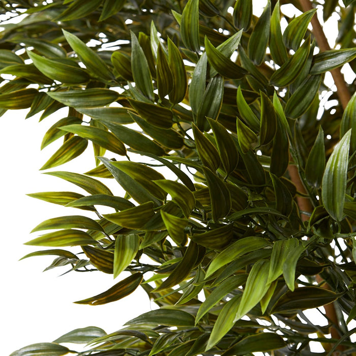 Ruscus Tree (Outdoor) - Green, 183cm (H)