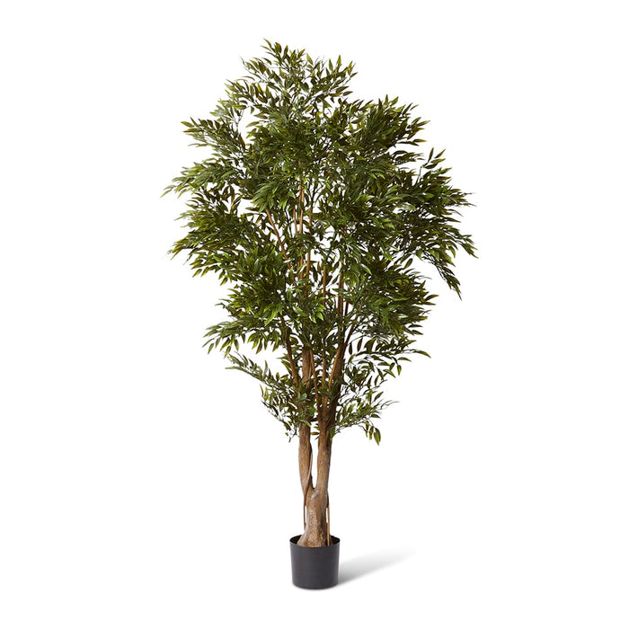 Ruscus Tree (Outdoor) - Green, 183cm (H)