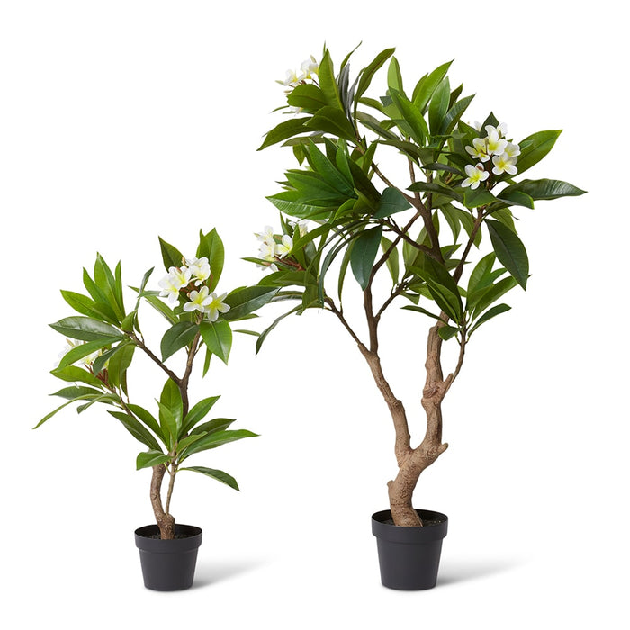 Frangipani Tree - White/Green, 90cm (H)