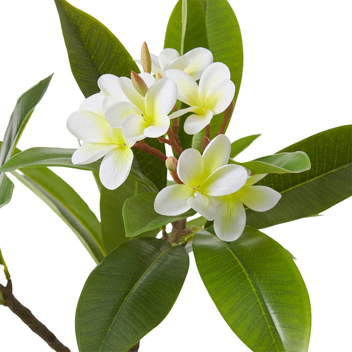 Frangipani Tree - White/Green, 90cm (H)