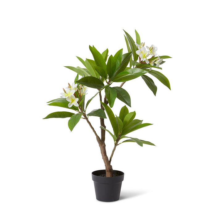 Frangipani Tree - White/Green, 90cm (H)