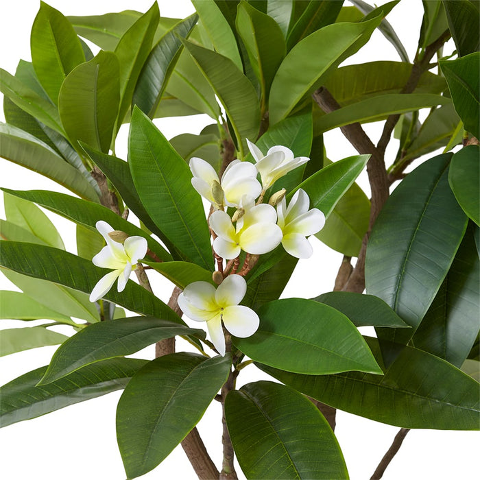 Frangipani Tree - White/Green, 150cm (H)