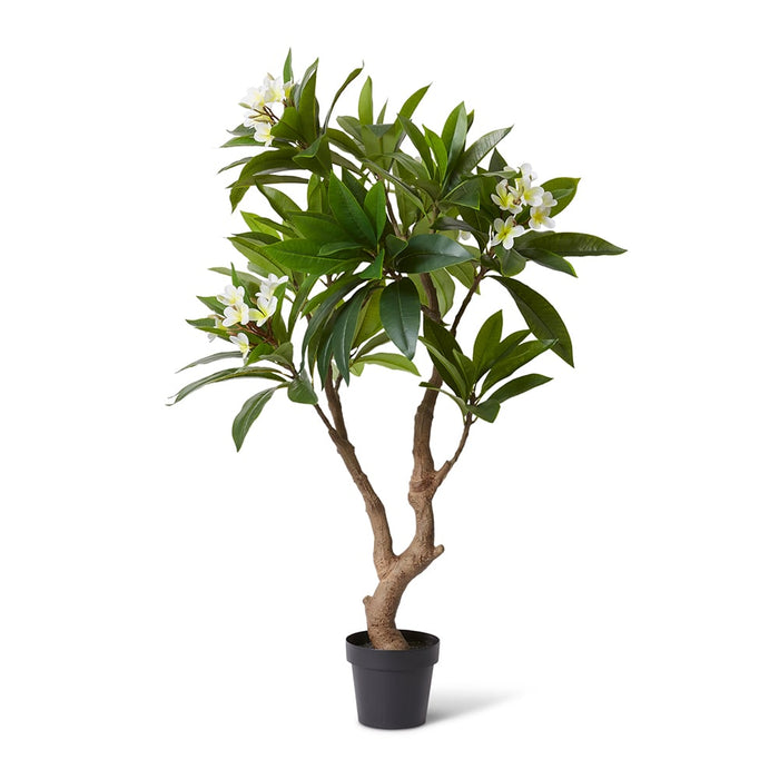 Frangipani Tree - White/Green, 150cm (H)