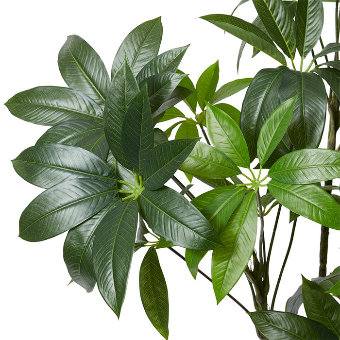 Schefflera Tree - Green, 180cm (H)
