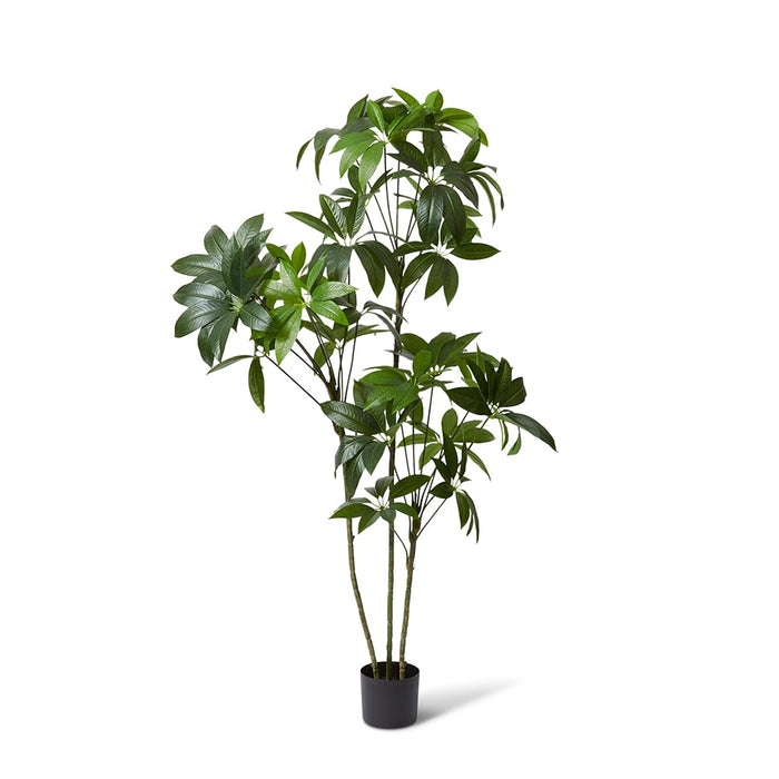 Schefflera Tree - Green, 180cm (H)