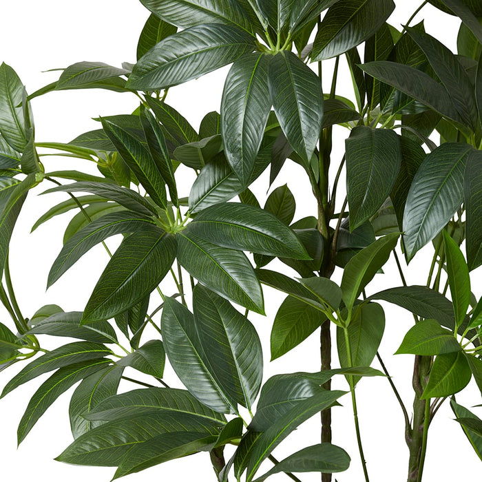 Schefflera Tree - Green, 220cm (H)