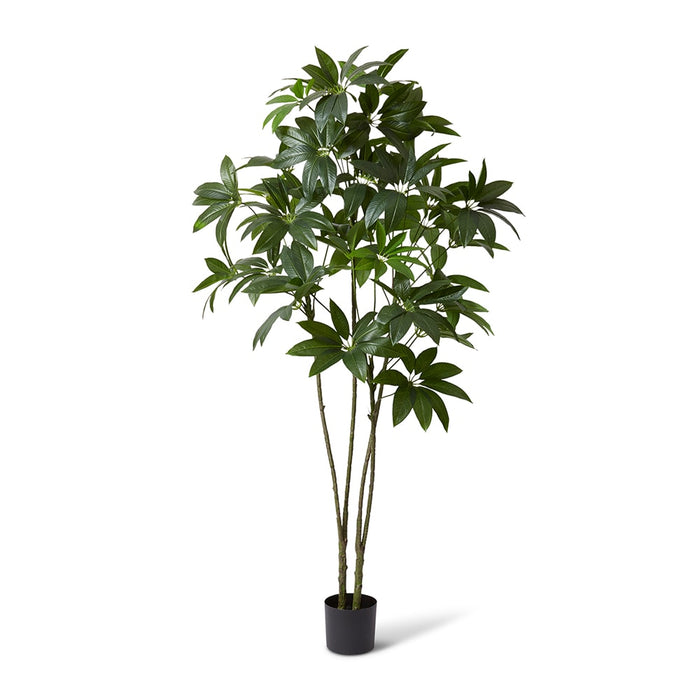 Schefflera Tree - Green, 220cm (H)