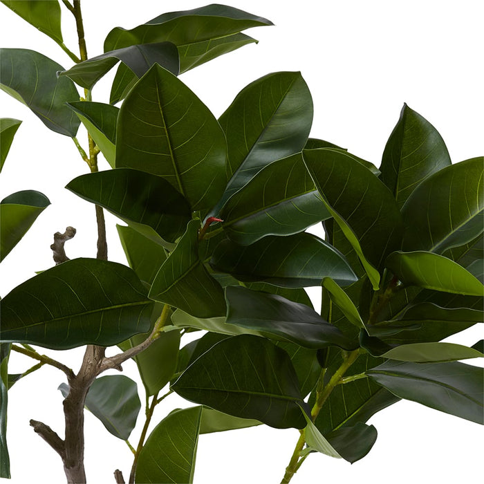 Ficus Altissima Tree - Green, 135cm (H)
