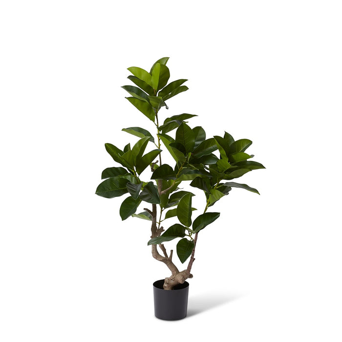 Ficus Altissima Tree - Green, 135cm (H)