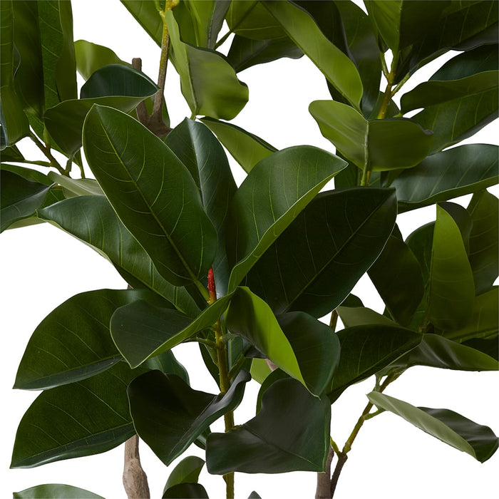 Ficus Altissima Tree - Green, 155cm (H)