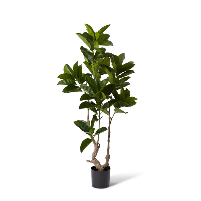 Ficus Altissima Tree - Green, 155cm (H)