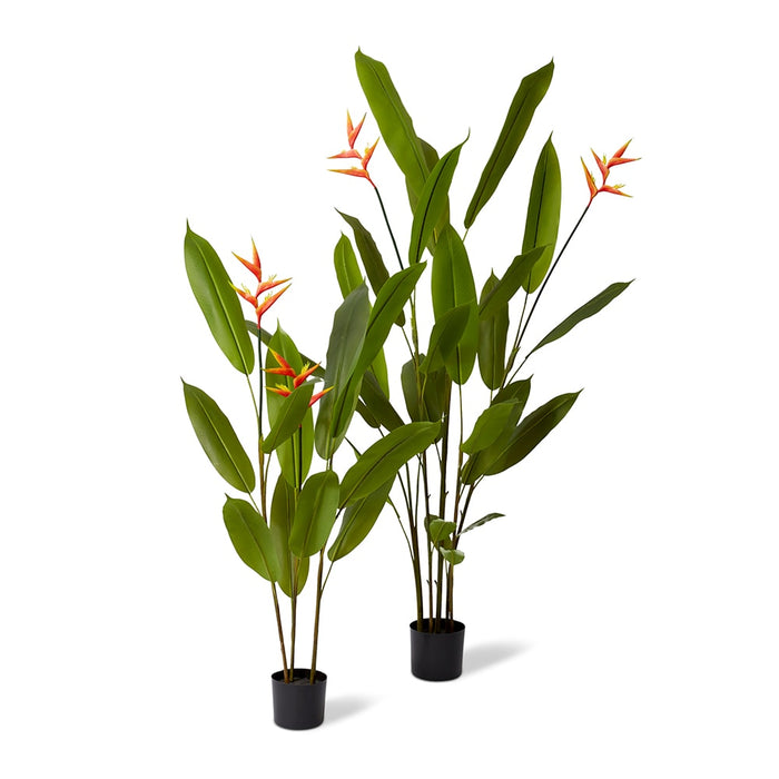 Heliconia Flowering Plant - Orange/Green, 140cm (H)