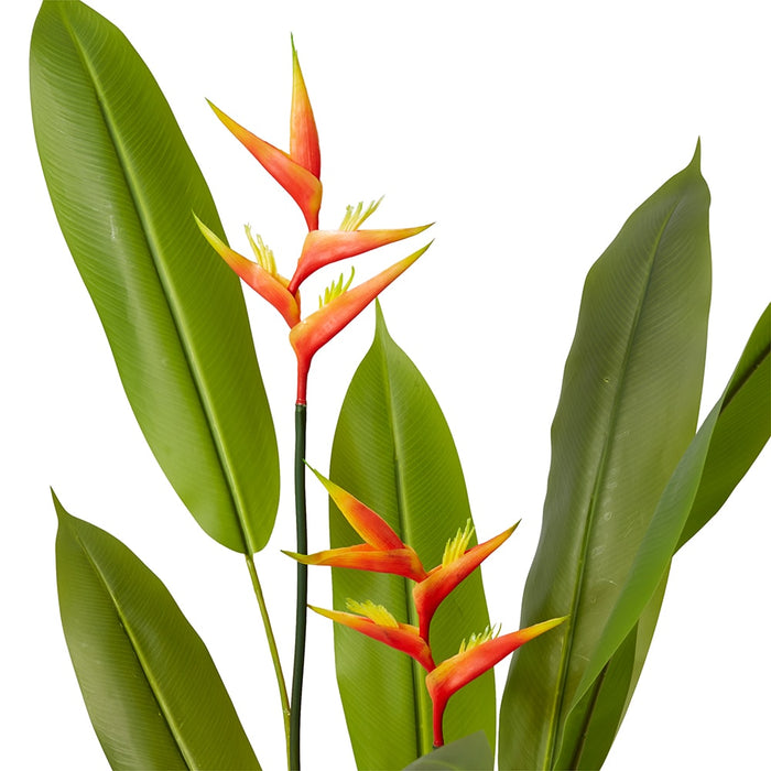 Heliconia Flowering Plant - Orange/Green, 140cm (H)
