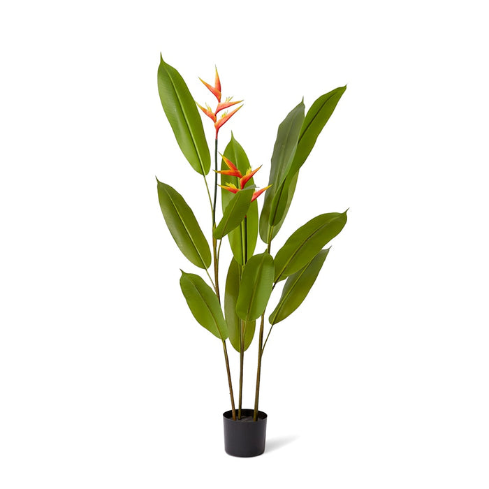 Heliconia Flowering Plant - Orange/Green, 140cm (H)