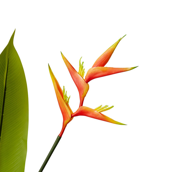 Heliconia Flowering Plant - Orange/Green, 180cm (H)