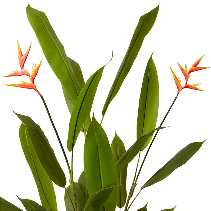 Heliconia Flowering Plant - Orange/Green, 180cm (H)