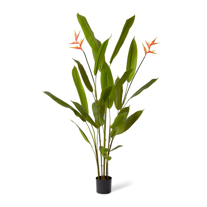 Heliconia Flowering Plant - Orange/Green, 180cm (H)