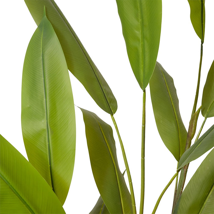 Heliconia Plant - Green, 160cm (H)