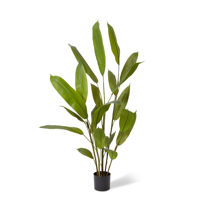 Heliconia Plant - Green, 160cm (H)