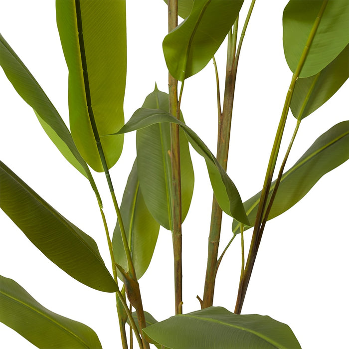 Heliconia Plant - Green, 210cm (H)