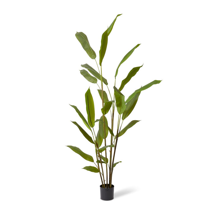 Heliconia Plant - Green, 210cm (H)