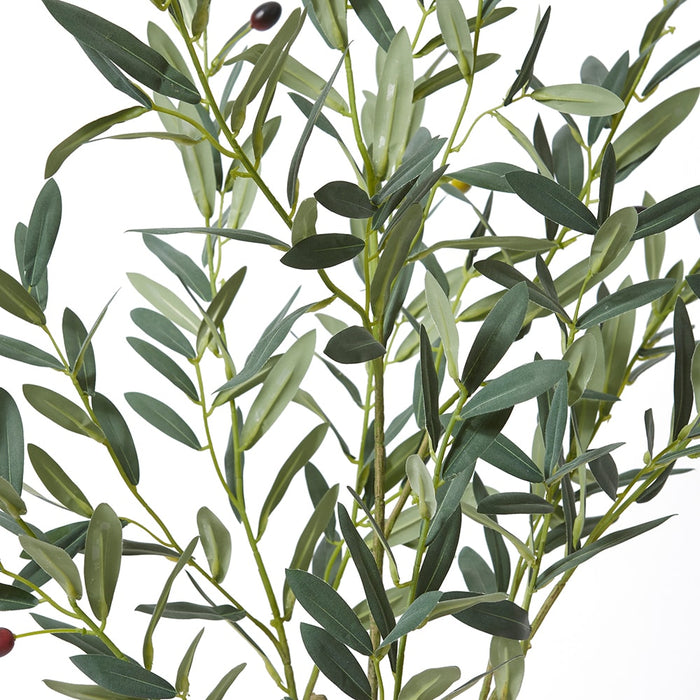 Olive Tree - Grey Green, 120cm (H)