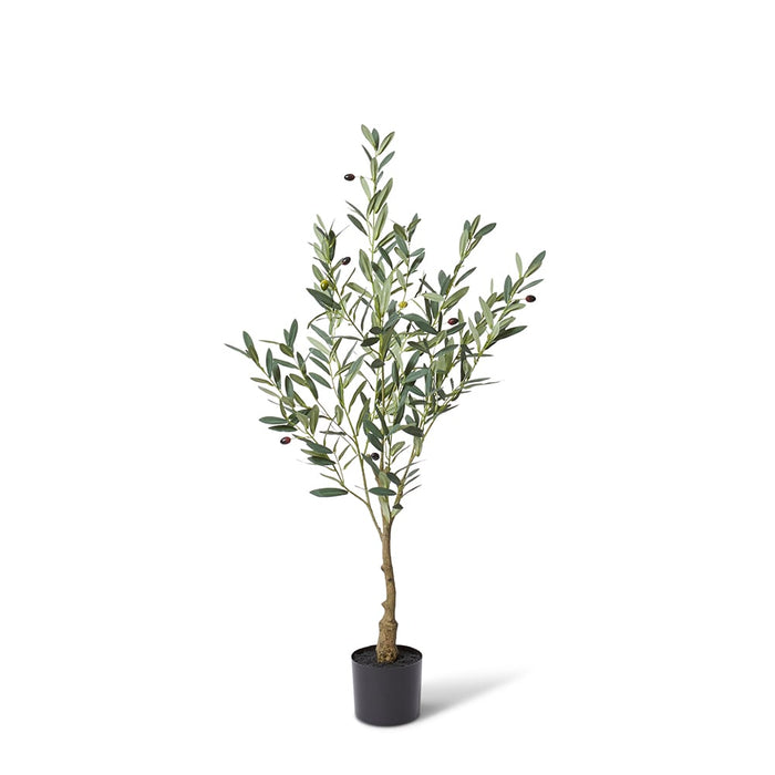 Olive Tree - Grey Green, 120cm (H)
