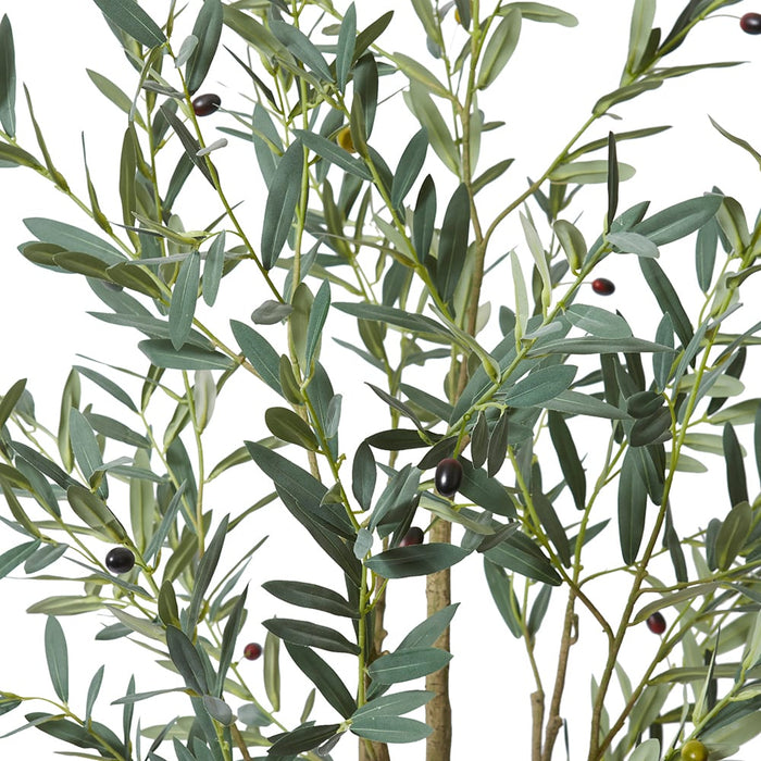 Olive Tree - Grey Green, 180cm (H)